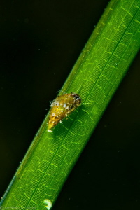 micro snail on zostera eelgrass leave by Mathieu Foulquié 